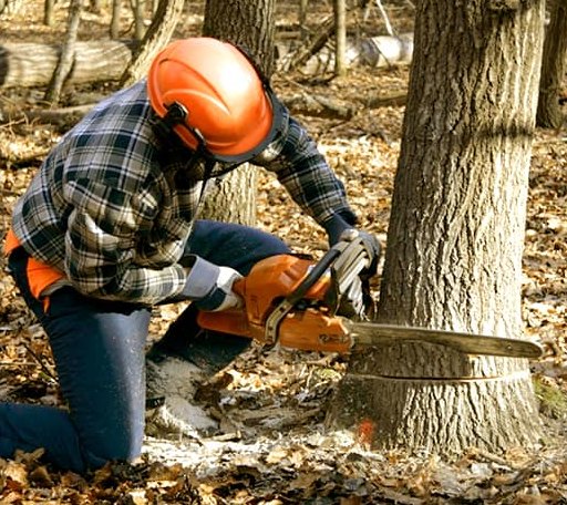 Tree Removal in Lambert Lake, ME